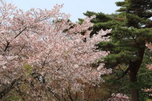 西那須野の桜－ちょっと葉桜―