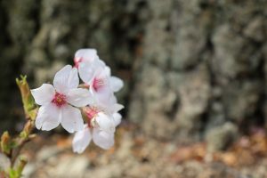 足元で咲いていた桜