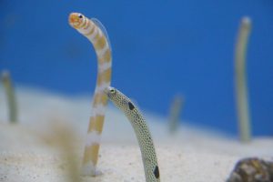 美ら海水族館はジンベイザメだけじゃないよ